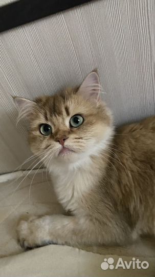 Кошка в дар