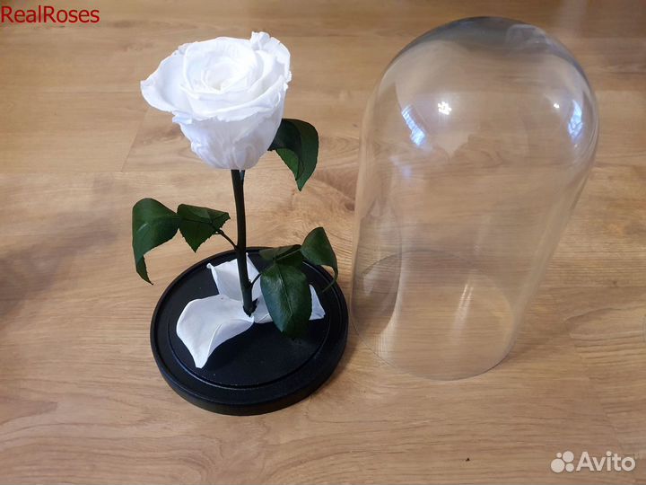 Роза в колбе
