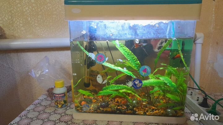 Аквариум