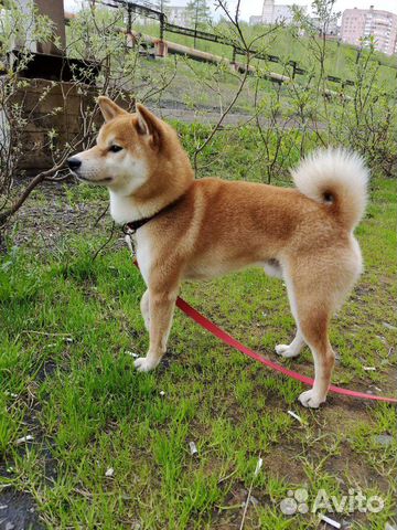 Сиба ину кобель вязка