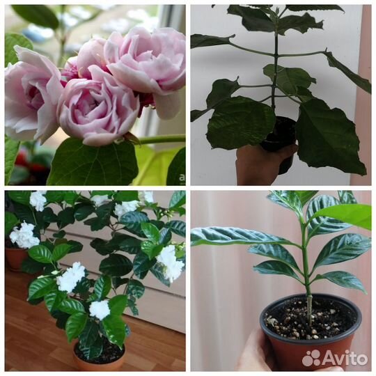 Комнатные цветочки