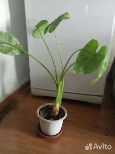 Алоказия вариегатная