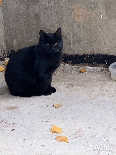 Молодой котик до года