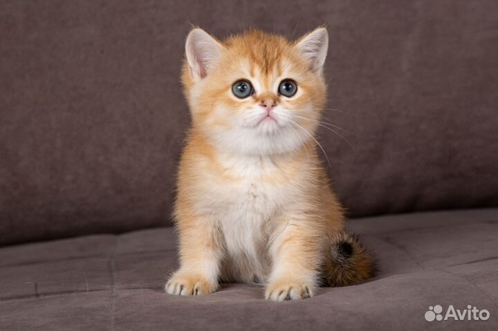 Золота британская шиншилла