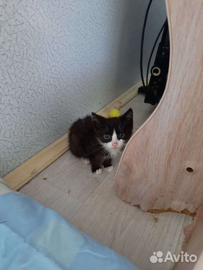 Маленький пушистик