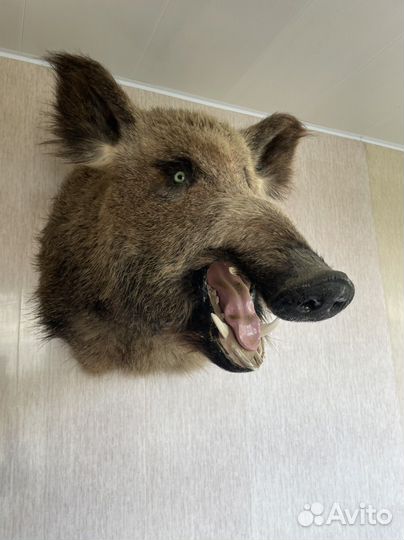 Чучело головы кабана