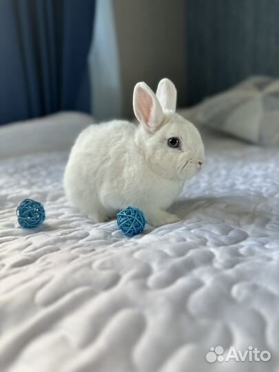 Карликовый кролик. Декоративный