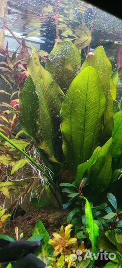 Эхинодорус аквариумное растение