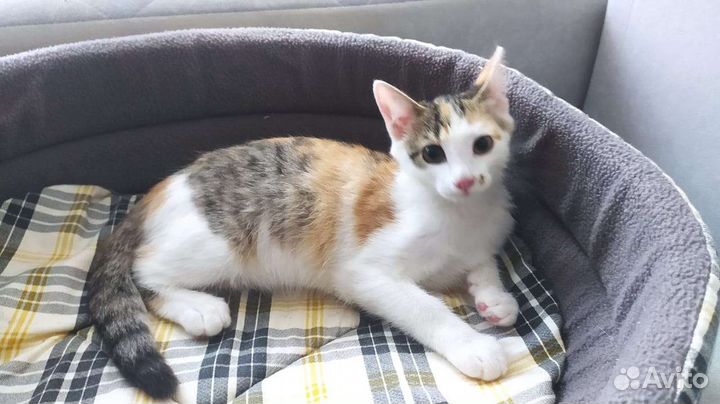 Котенок девочка 3 мес