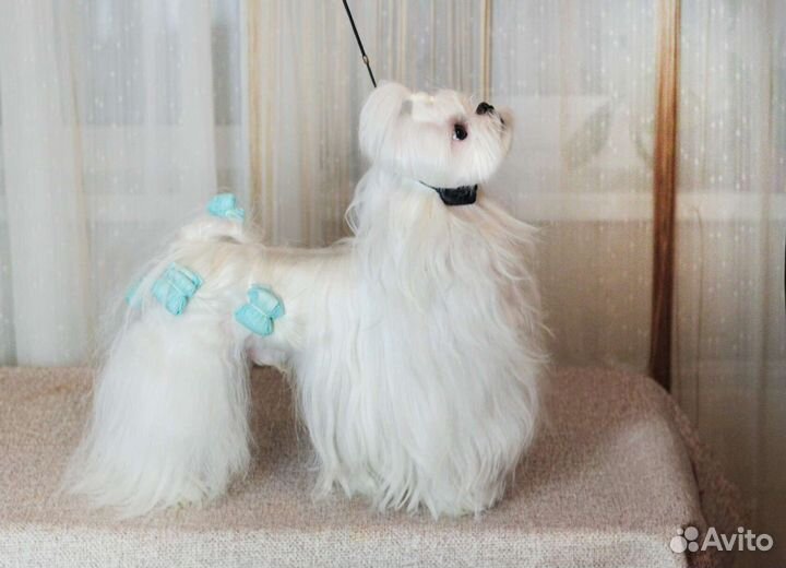 Мальтезе вязка