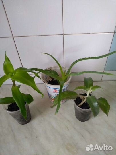 Лечебные комнатные растения