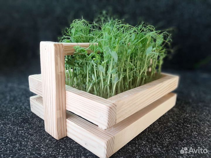 Микрозелень