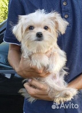 Щенок йорк мальтезе
