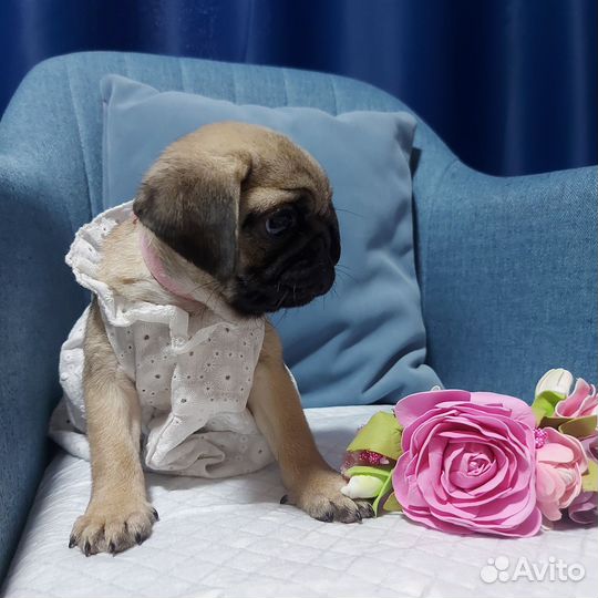 Щенки мопса документы РКФ