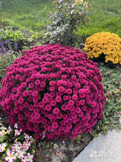 Хризантема мультифлора