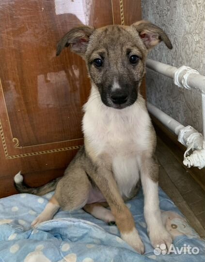 Щенок в добрые руки