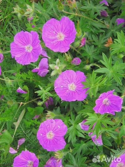 Цветы для альпийской горки