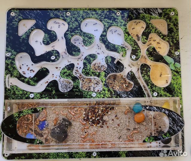 Муравьиная ферма с муравьями