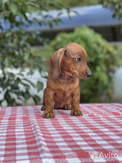 Кроличья такса