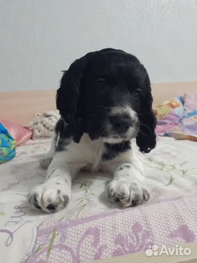 Кокер спаниель