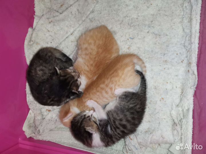 Котята в добрые руки