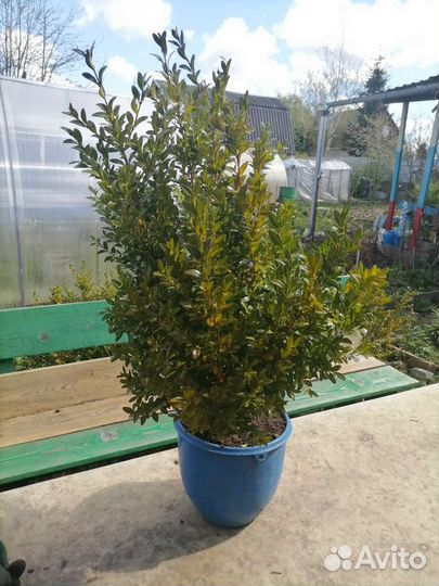 Саженцы самшита