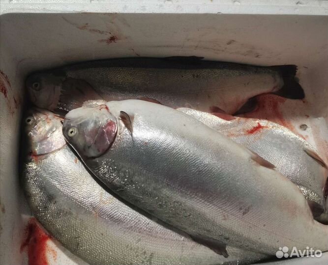 Свежая форель, икра форели