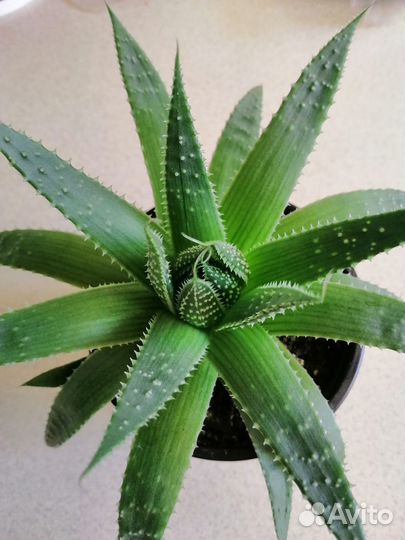 Алоэ Остистое