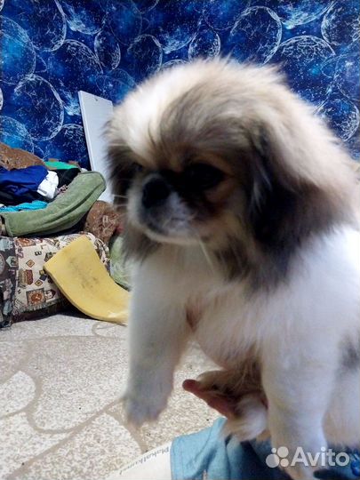 Щенки пекинеса