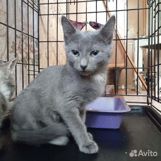 Кошки в добрые руки бесплатно