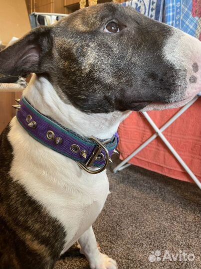 Ошейник на пряжке