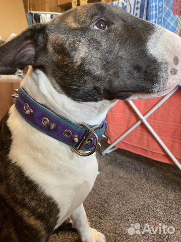 Ошейник на пряжке