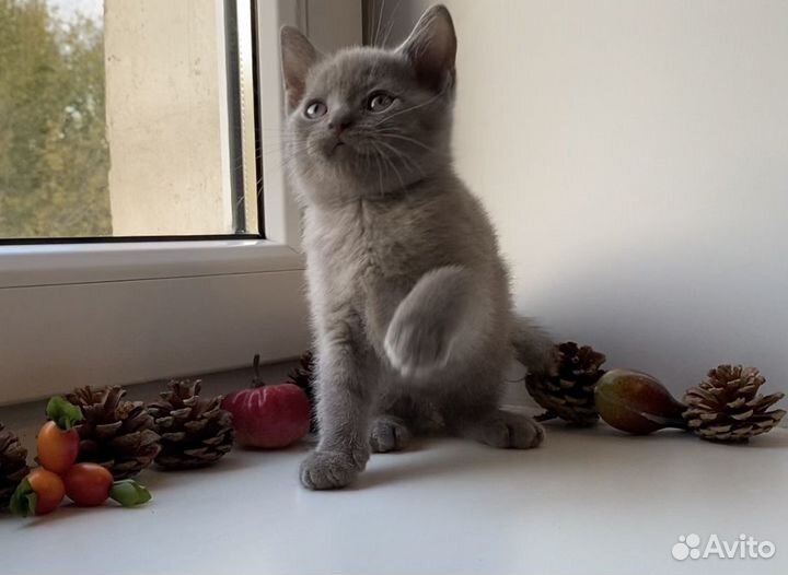 Британский котёнок мальчик