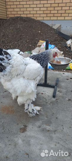 Колумбийская брама