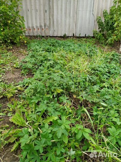 Лапчатка белая