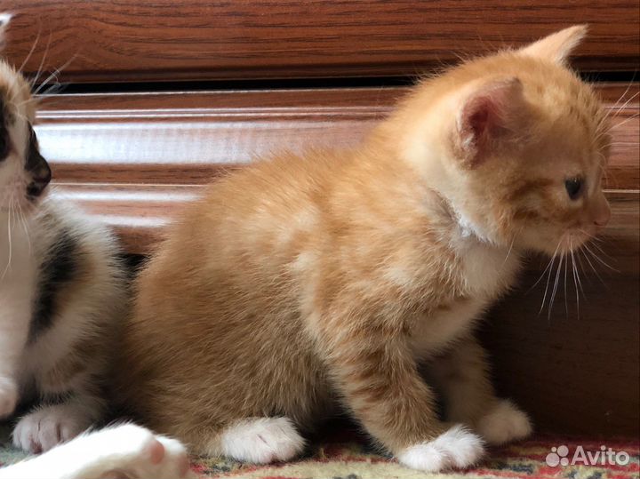 Котята в добрые руки даром рыжие