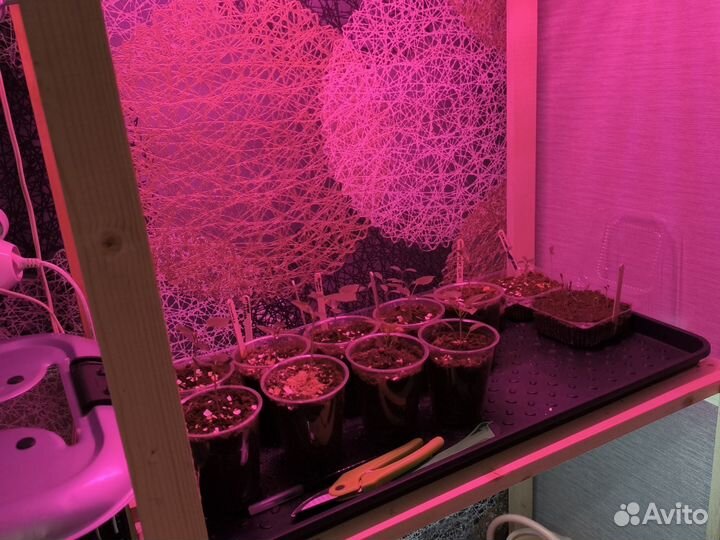 Изготовлю стеллаж под рассаду.Размеры ваши