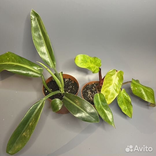 Комнатные растения