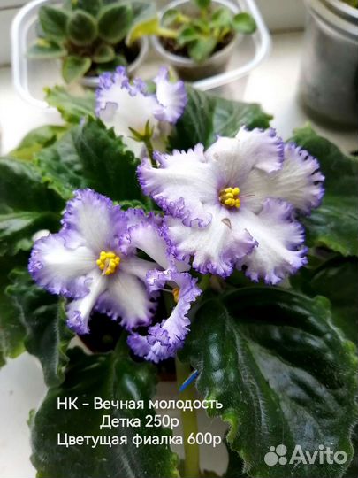 Фиалка Вечная молодость сортовая