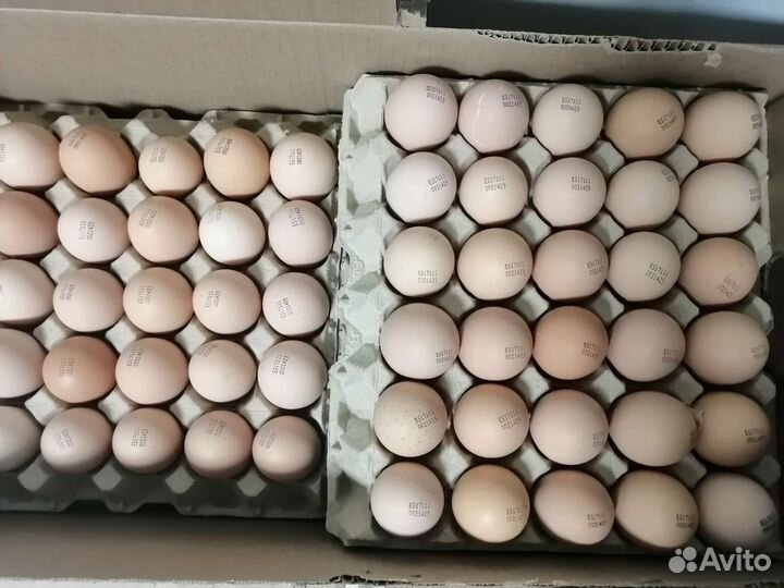 Инкубационное яйцо