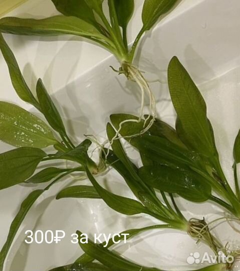 Эхинодорус амазонский