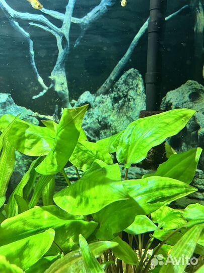 Аквариумное растение