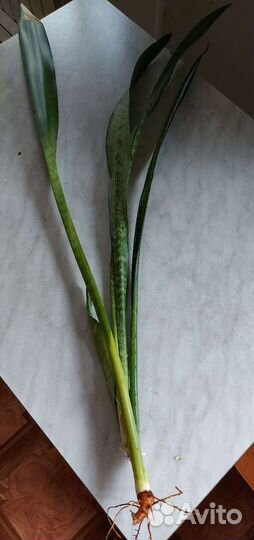 Сансевиерия