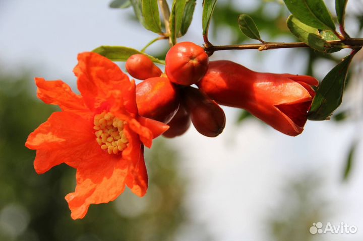 Саженцы граната