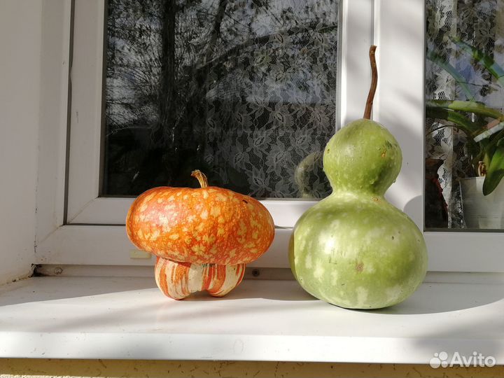 Семена тыквы: