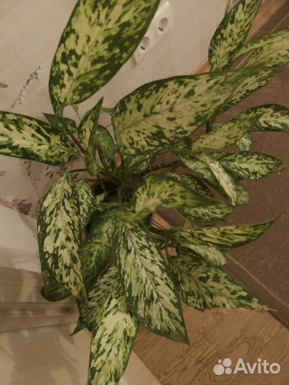 Диффенбахия