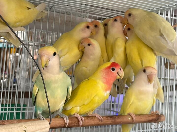 Попугай неразлучники