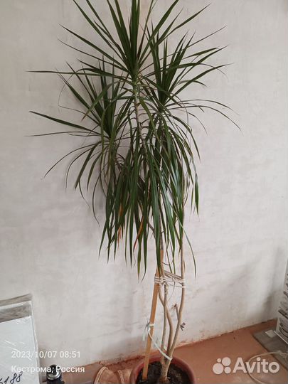 Пальма драцена