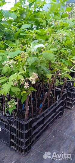 Саженцы крупноплодная малина, крыжовник