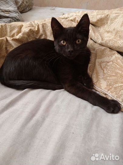 Милые котята